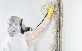 Why You Should Choose Our Mold Remediation Services in Westover, AL